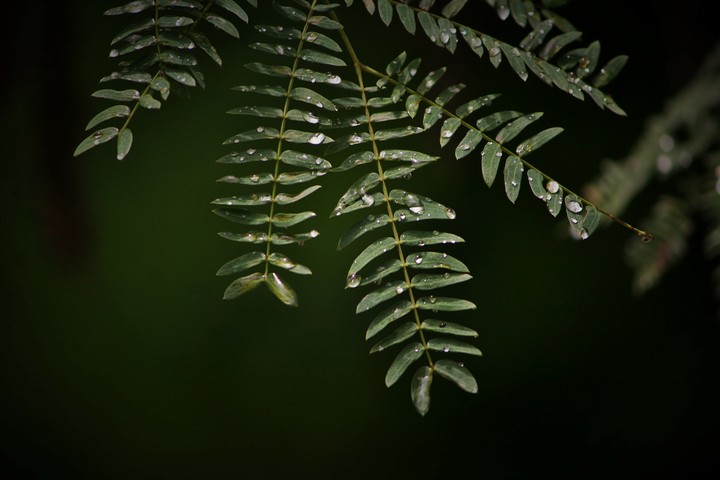 Listen to the rhythm of the falling rain