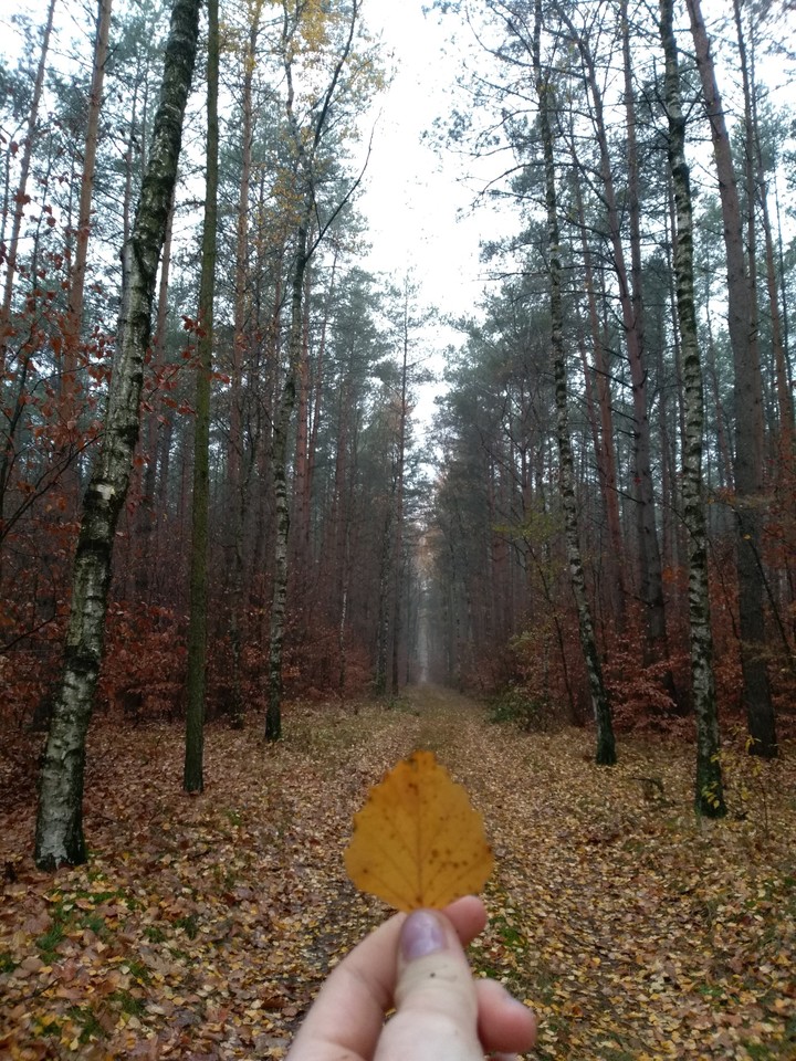 autumn