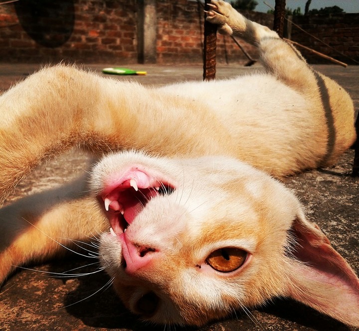 Angery pussso
