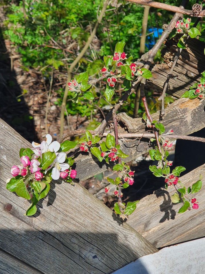 blossom