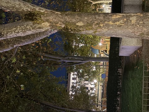 Árbol - Madrid