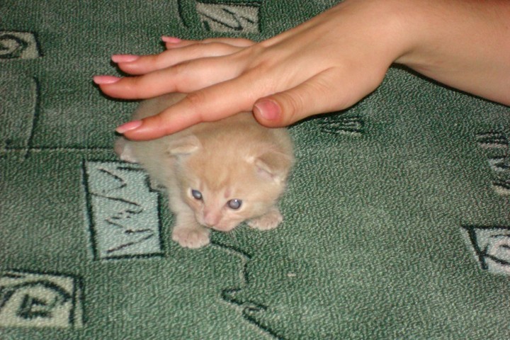 коты