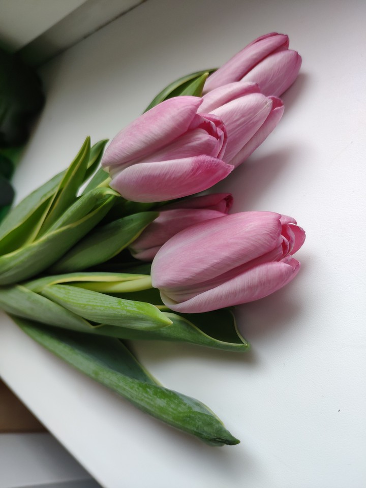 flowers spring