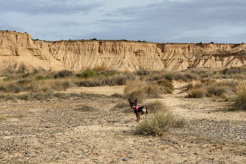Chihuahua désert des Bardenas