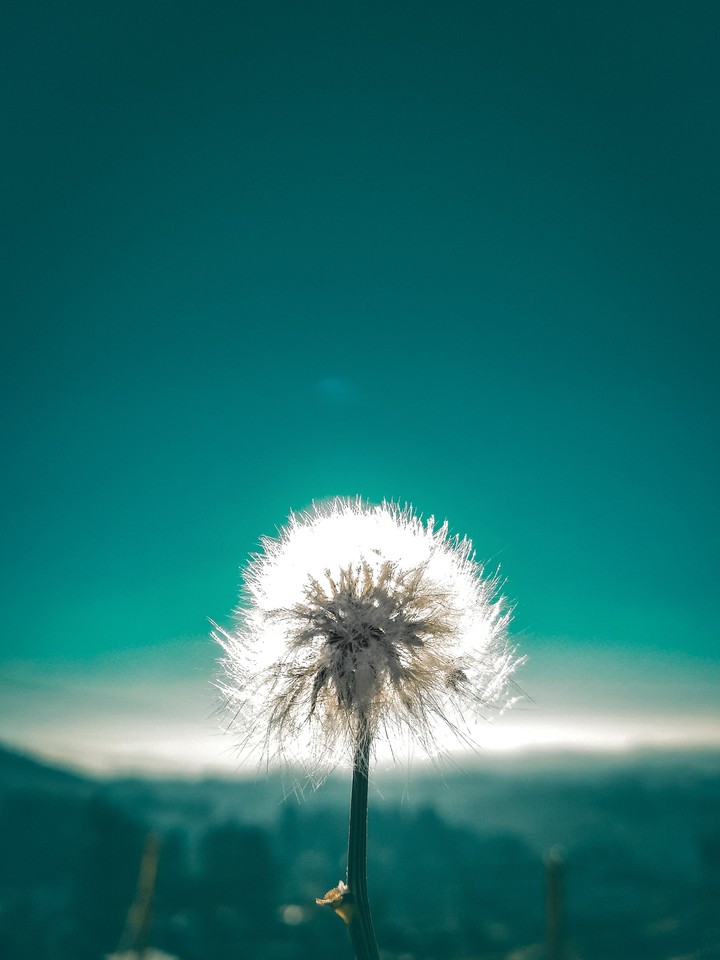 bloom