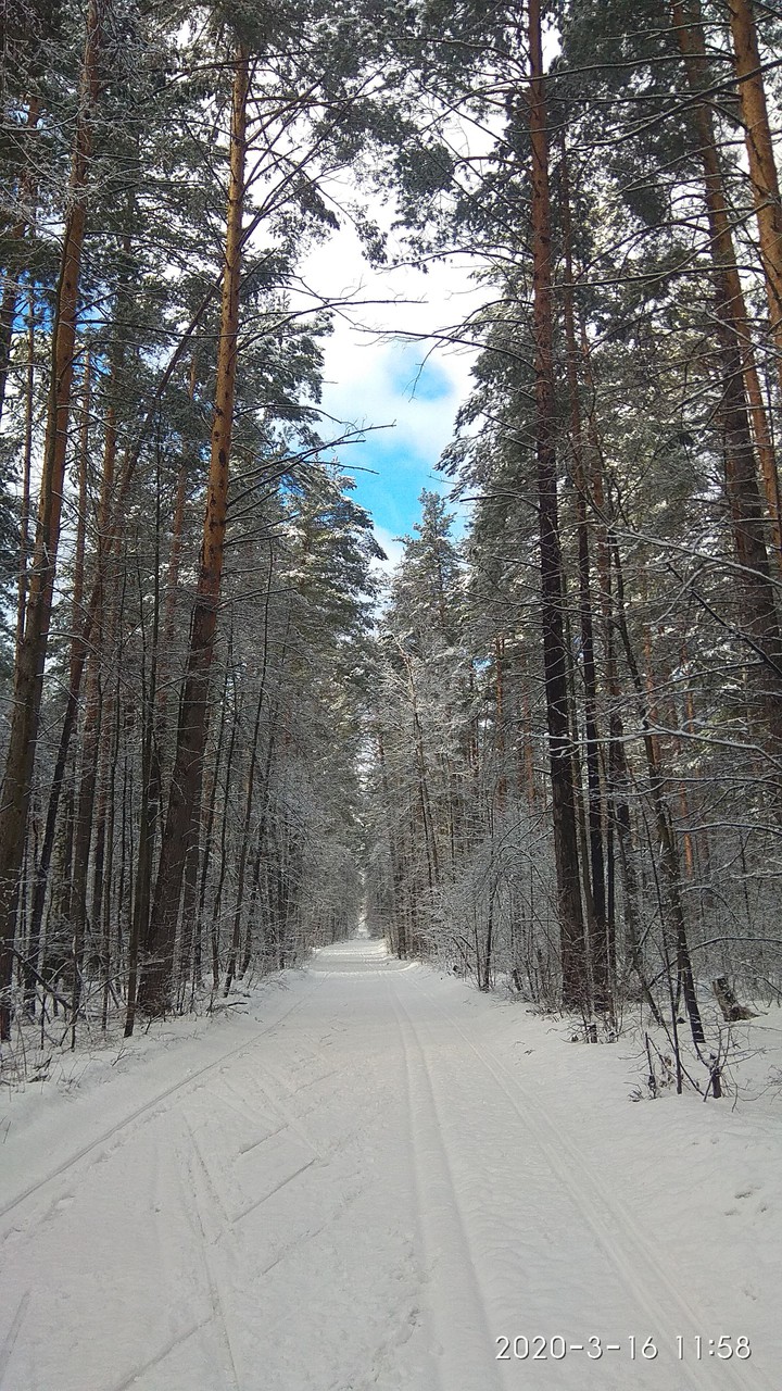 зимняя дорога в лес