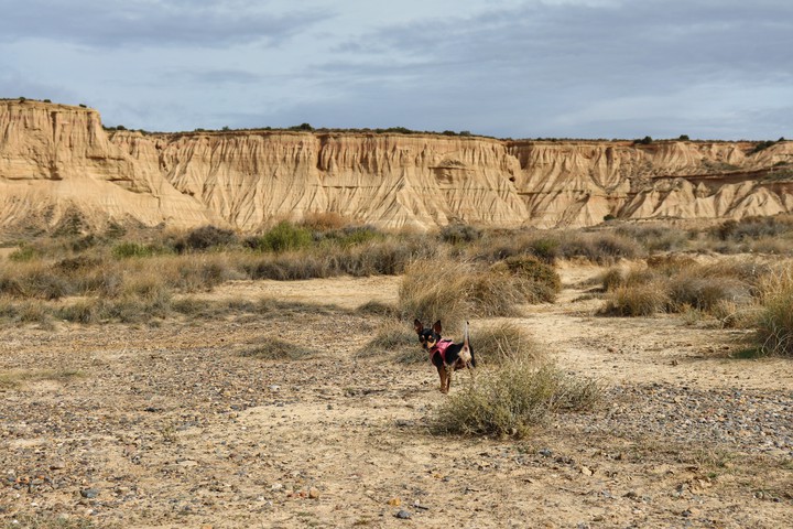 Chihuahua désert des Bardenas