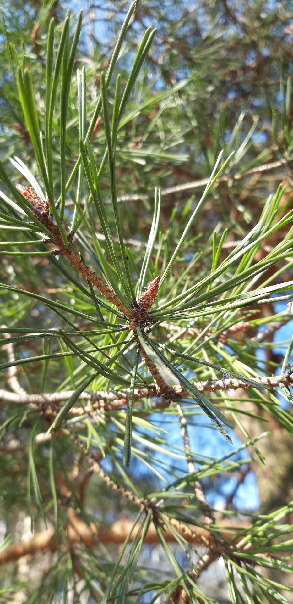 Pine