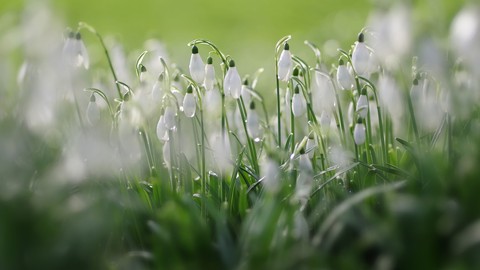 snowdrop, pedicel wallpapers