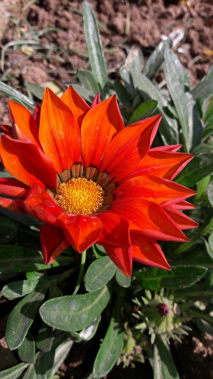 Cute#flower #red#orange#flower