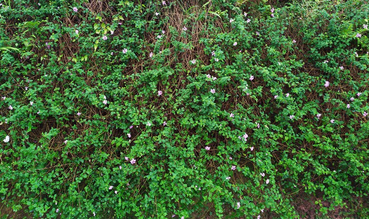 wall