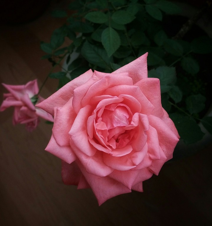 rose