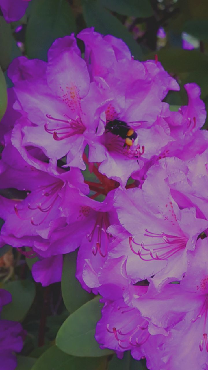 fleure