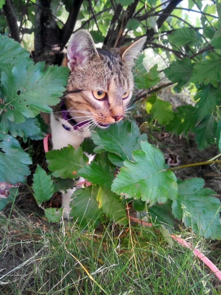 kitten