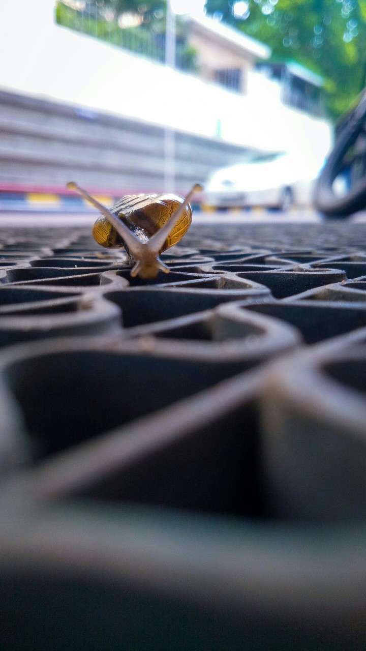 Snail