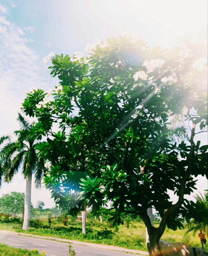 beautiful Nature
