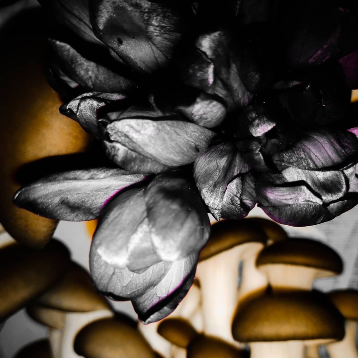 Black flowers