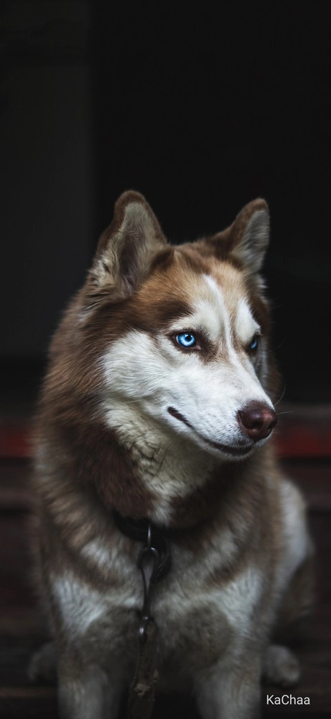 husky