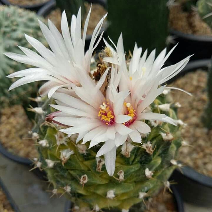 Cactus