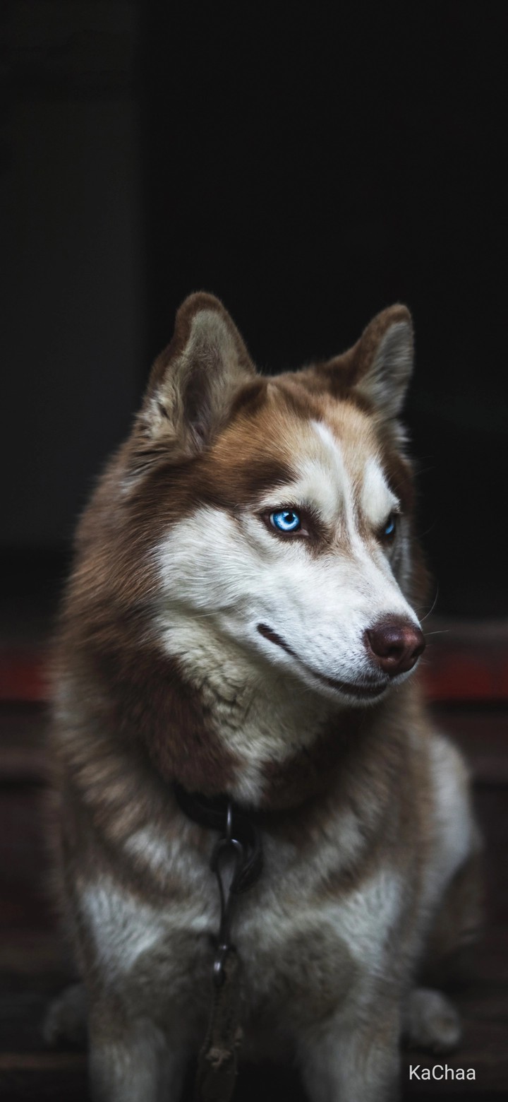 husky