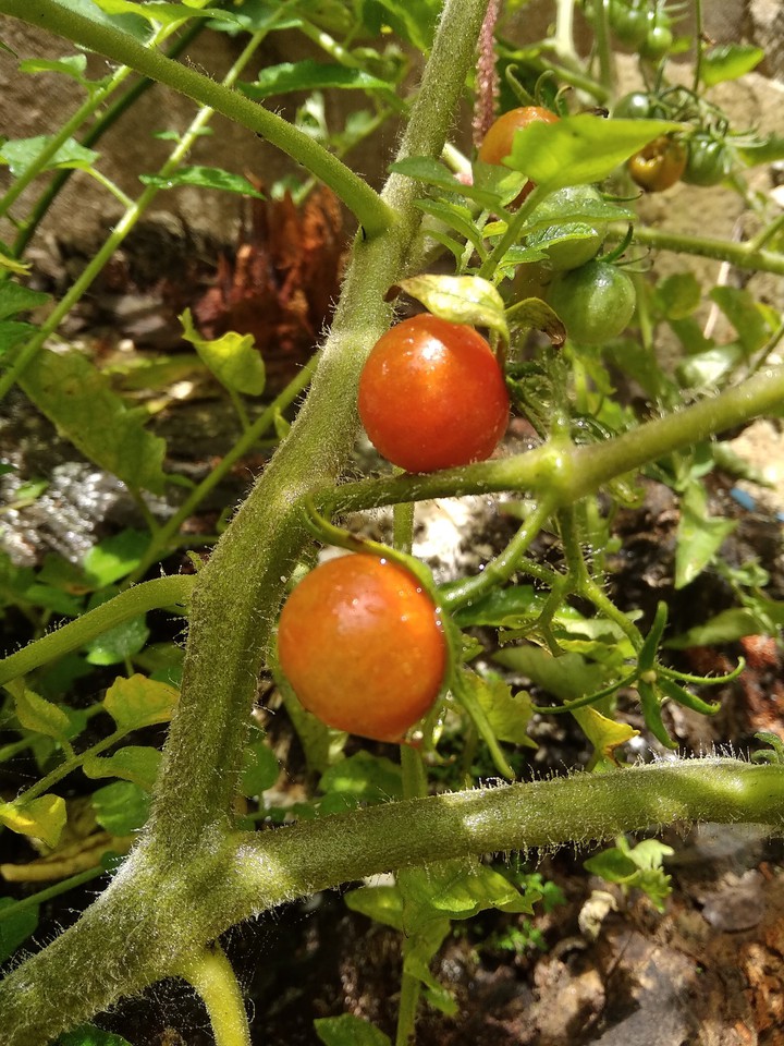 Cherry Tomatoes