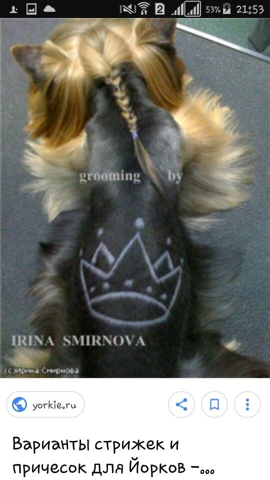 пшеница