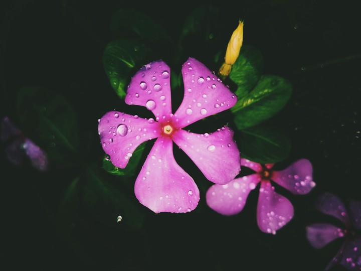flowers