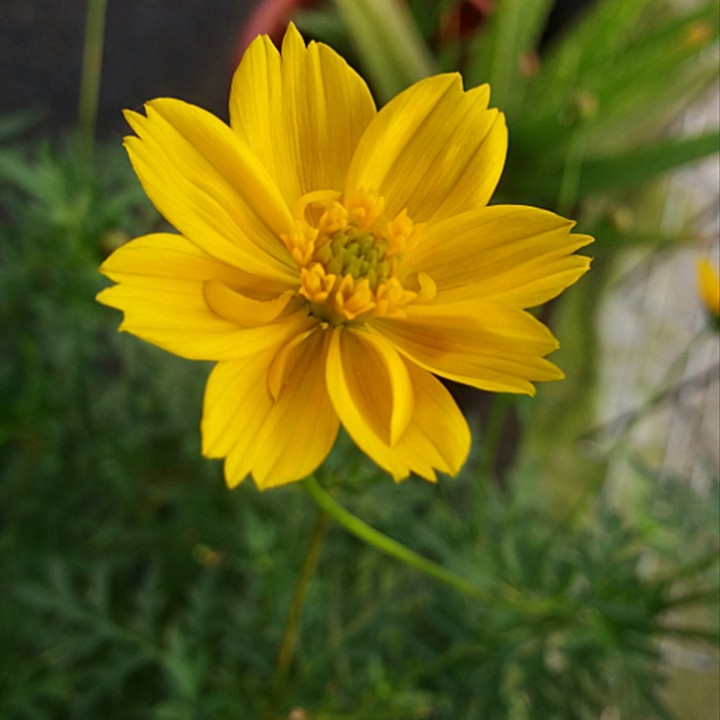 we call it Randa Midang, what's in your place?
