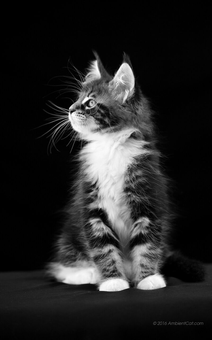 Balck and White Cat