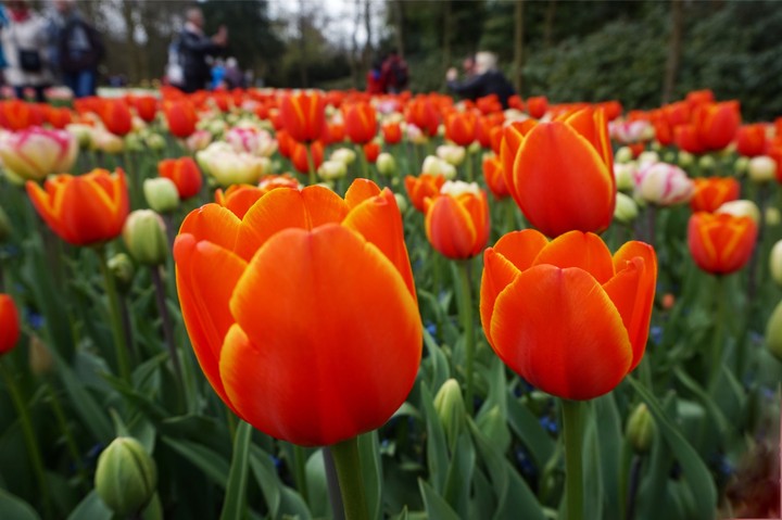 Holland