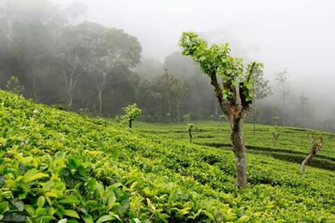 Tea garden ......
