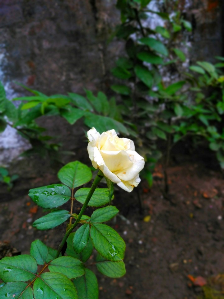 rose