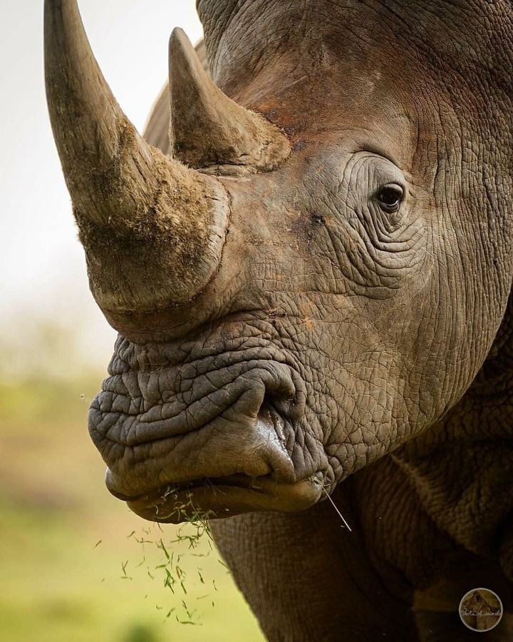 Rino
