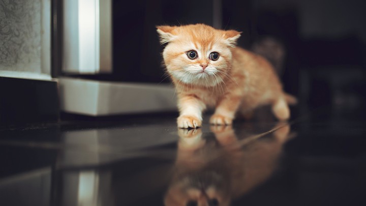 cat
