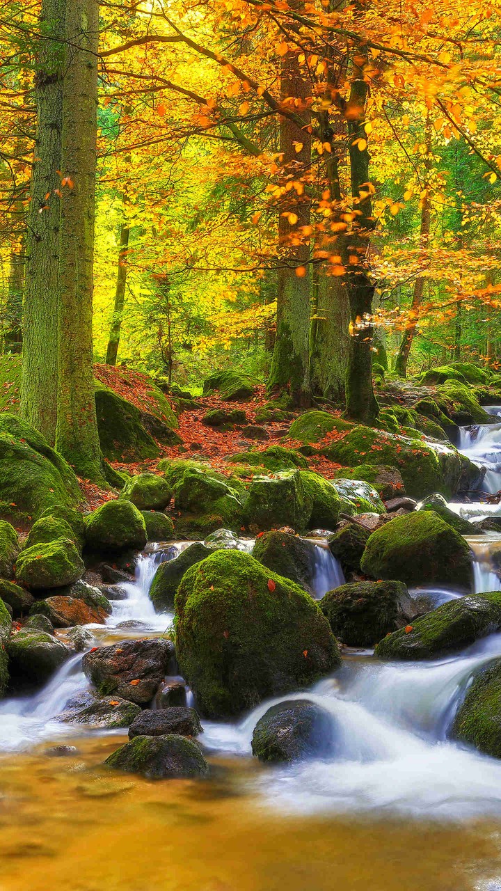forest and river
