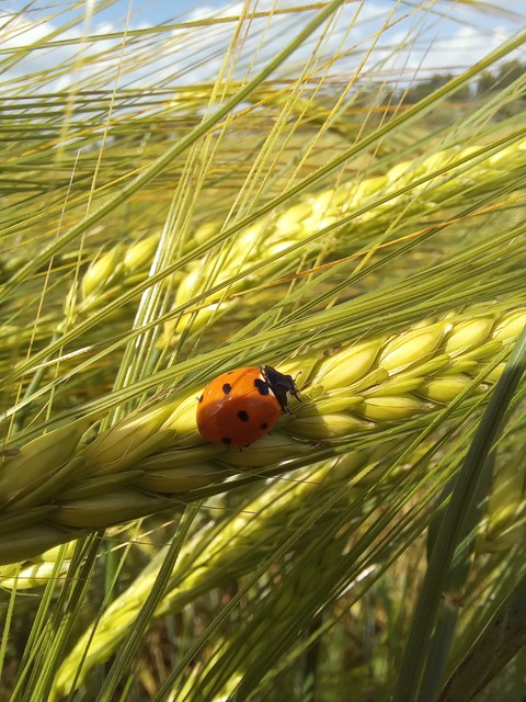 insect, plant桌布