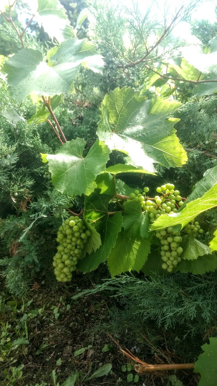 Grapevine