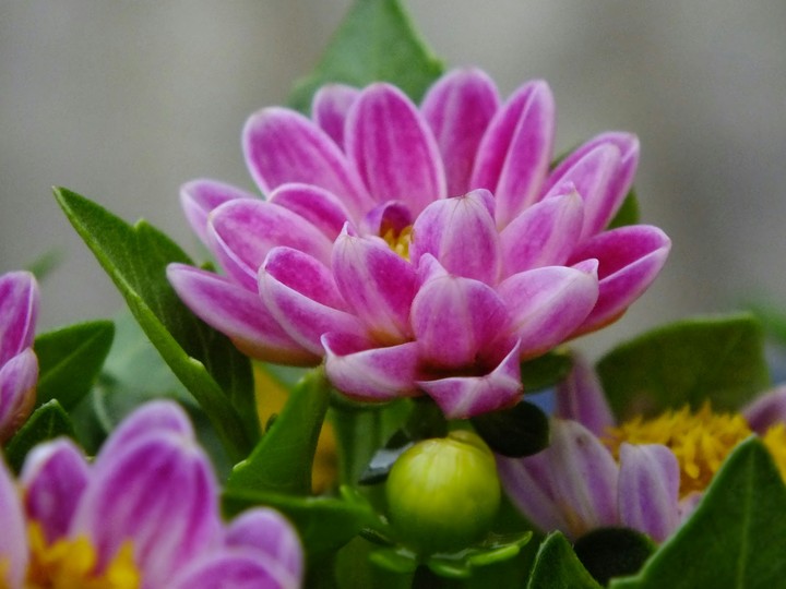 Blume