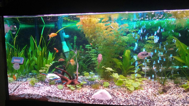 my daughters fishtank