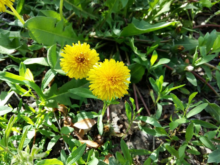 Lovers dandelions