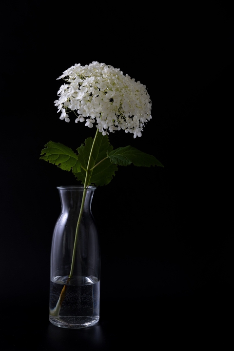tapety Bouquet, Vase