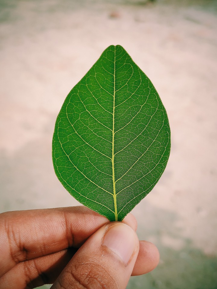 Leaf