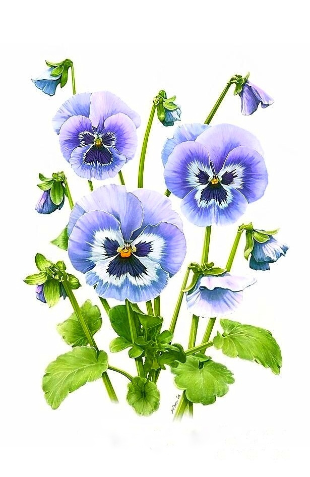 Violet flower