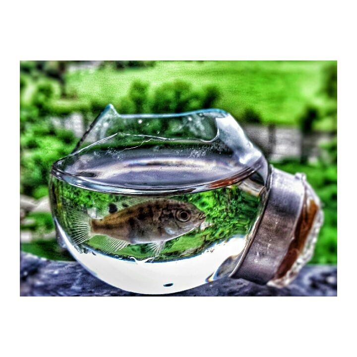 Fish bulb
