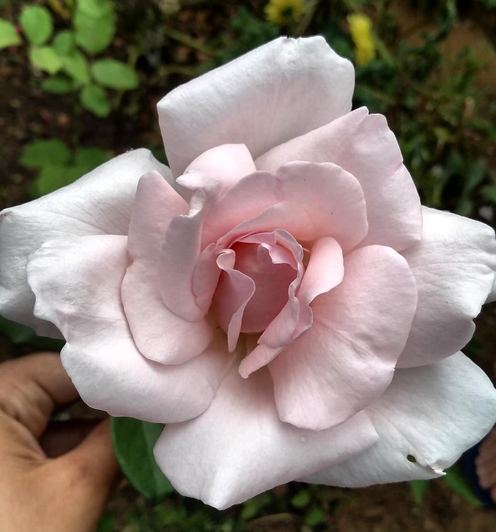 The Pink Rose