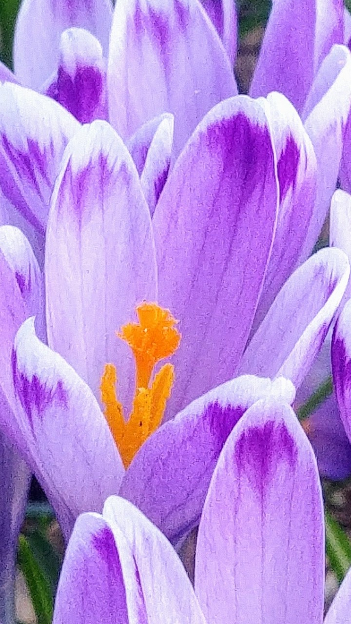 PINK world of simply being Power Flower.