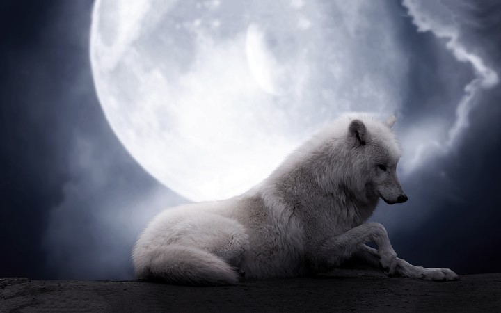 The moon and the wolf