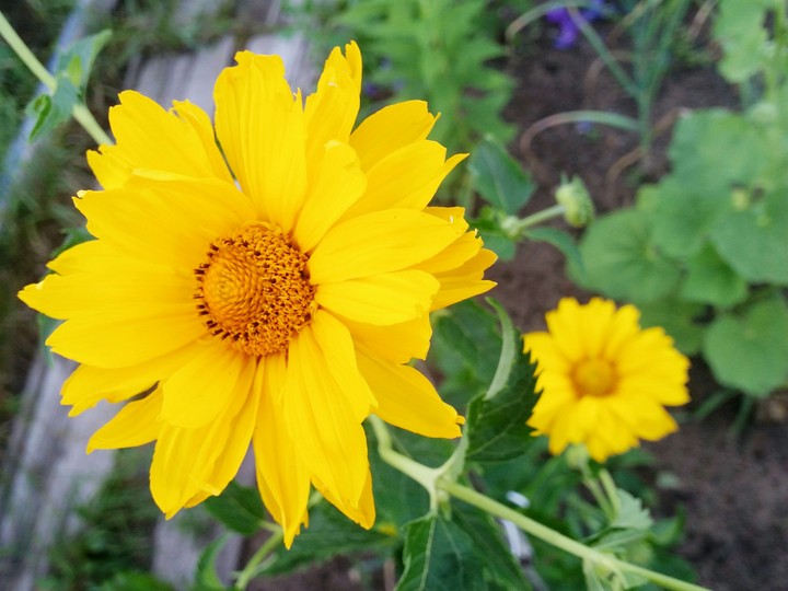 flower
