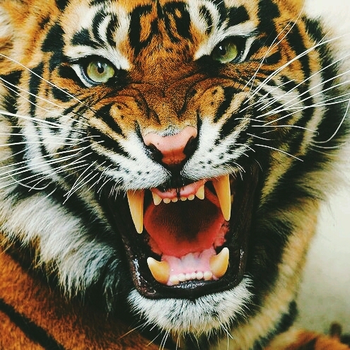 #Tiger #Animals #Big #Cat #Bigcat