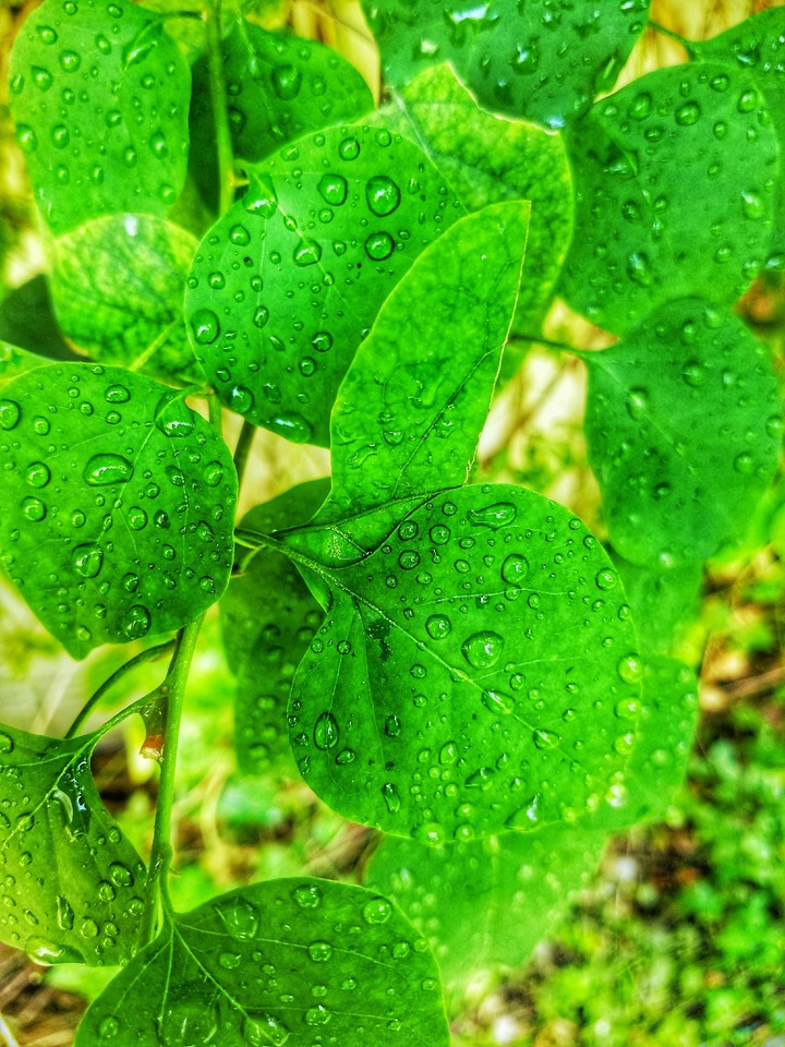 green life